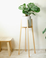 Kwietnik Idaho wysoki