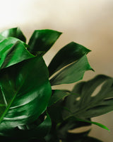 Grzegorz z Meksyku 3XL