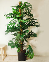 Grzegorz z Meksyku 3XL