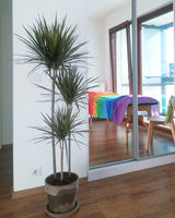 Remek z Tanzanii XXL