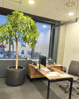 Ambroży z Malezji 4XL