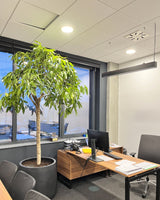 Ambroży z Malezji 4XL