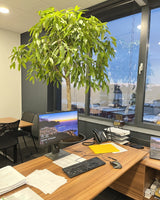 Ambroży z Malezji 4XL