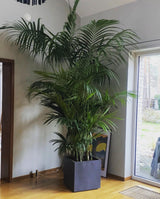 Lena z Australii 4XL