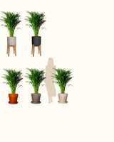 Natalia z Madagaskaru XL