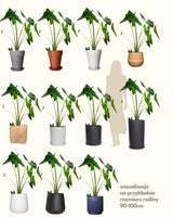 Waleria z Filipin XL