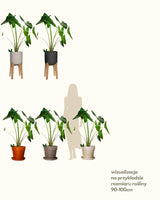 Waleria z Filipin XL