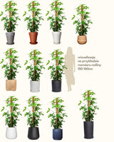 Wojtek z Wenezueli XL