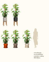 Wojtek z Wenezueli XL