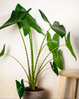 Waleria z Filipin XL