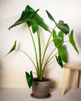 Waleria z Filipin XL