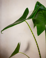 Waleria z Filipin XL