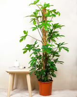 Wojtek z Wenezueli XL