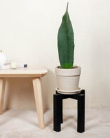 Wysoki loftowy stojak z drewna sosnowego