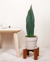 Stojak z drewna egzotycznego