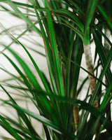 Feliks z Madagaskaru 3XL