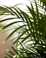 Natalia z Madagaskaru XL