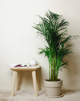 Natalia z Madagaskaru XL