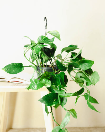 Beata z Polinezji Francuskiej