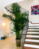 Lena z Australii 4XL