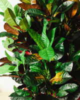 Witold z Indonezji XXL