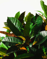 Witold z Indonezji XXL