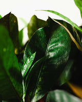 Witold z Indonezji XXL