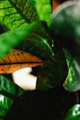 Witold z Indonezji XXL