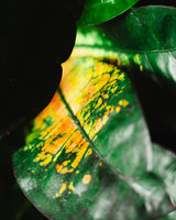 Witold z Indonezji XXL