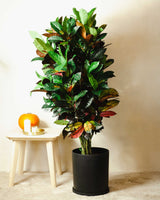 Witold z Indonezji XXL