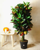 Witold z Indonezji XXL