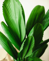 Rafał z Vanuatu XL