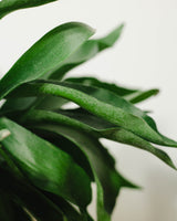 Aurelia z Australii