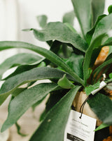 Aurelia z Australii