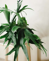 Aurelia z Australii