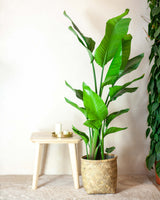 Donica kosz bambusowy