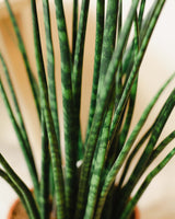 Tadek z Madagaskaru