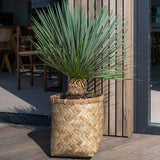 Donica kosz bambusowy