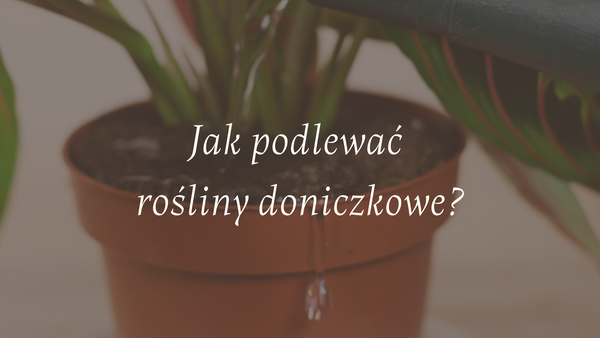 Jak podlewać rośliny doniczkowe? Praktyczny poradnik bez lania wody