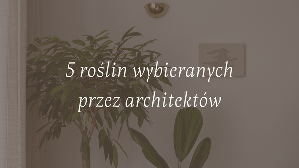 5 roślin, które architekci wnętrz wybierają do nowoczesnych apartamentów