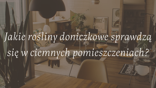 Jakie rośliny doniczkowe sprawdzą się w ciemnych pomieszczeniach?