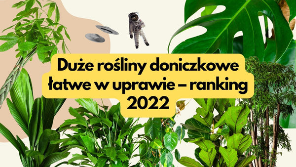 Duże kwiaty doniczkowe łatwe w uprawie – ranking 2022