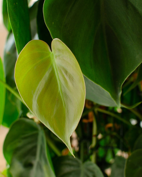 Philodendron (Filodendron) - pielęgnacja