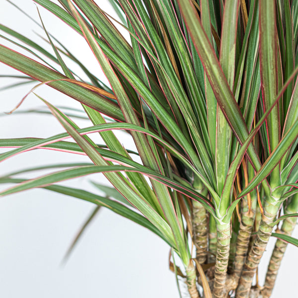 boston-farn luftfeuchtigkeit Verleihen Sie Ihrem Raum mit dem Bostonfarn M. Nephrolepis Exaltata  tropischen Charme. Üppig, luftreinigend und pflegeleicht ist er die  perfekte Ergänzung für jede Pflanzensammlung main image 0