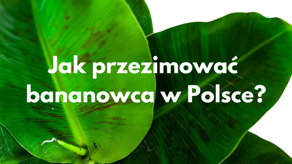 Jak zimować w Polsce bananowca?