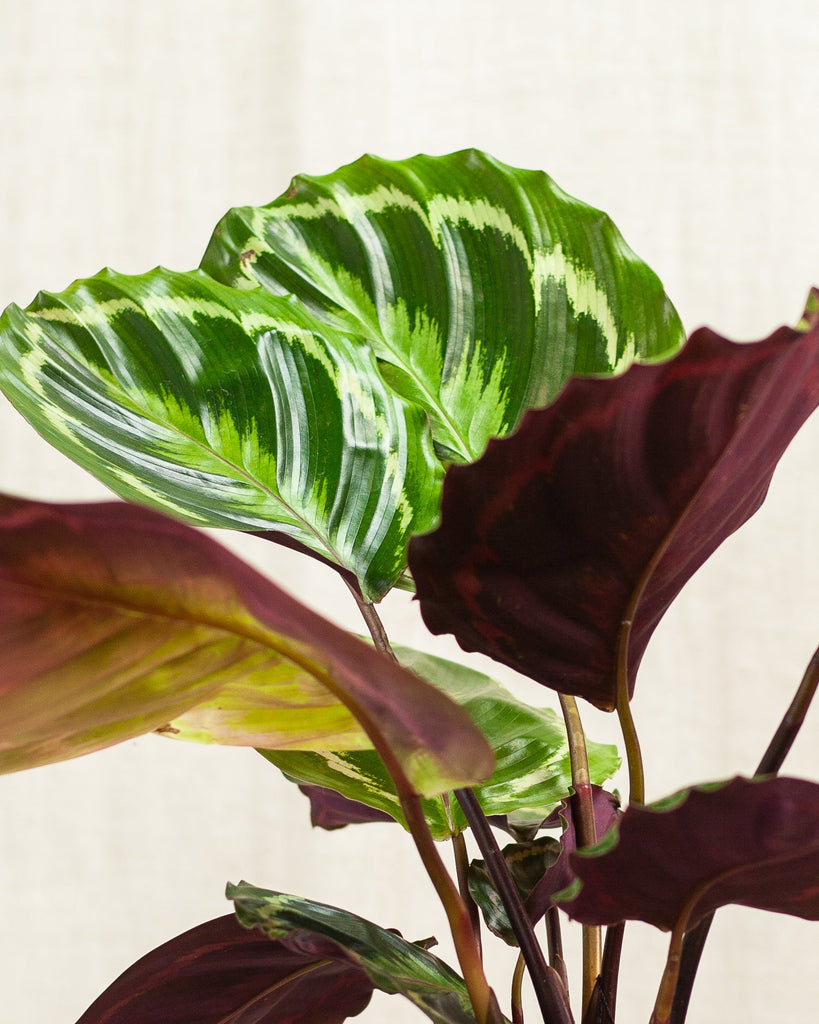 Calathea medallion  pielgnacja, podlewanie i wiato | Plants For Humans
