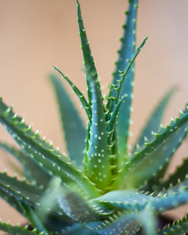 Aloe arborescens - pielęgnacja