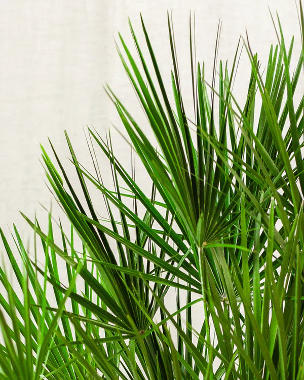 Chamaerops humilis - pielęgnacja