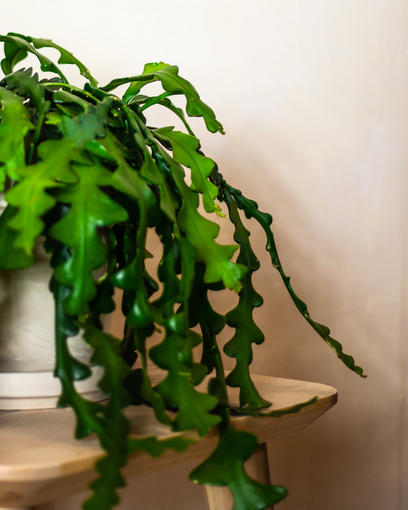 monstera eingerolltes blatt Monstera deliciosa Mint main image 0