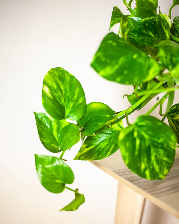 Epipremnum aureum - pielęgnacja
